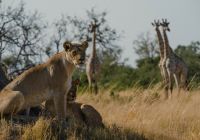 Mbamba camp vida selvagem safari
