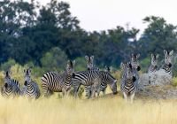 Mbamba camp zebras safari