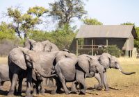 Mokolwane camp guest tent elefantes