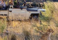 Mokolwane camp leopardo avistado