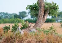 Mokolwane camp leopardo