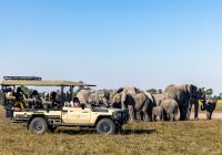 Mokolwane camp safari elefantes
