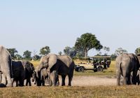 Mokolwane camp safari