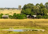 Mokolwane camp vista zebras