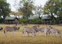 Mokolwane camp zebra