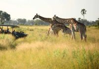 Safari andBeyond Nxabega Okavango