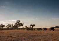 Safari belmond savute elephant lodge