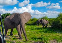 Safari botswana