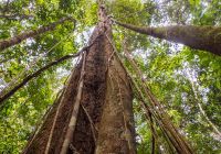 Amazonia floresta amazonica