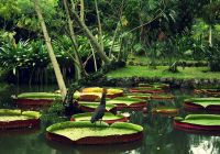 Amazonia vitoria regia