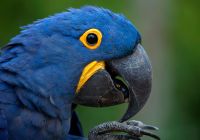 Arara azul pantanal brasil