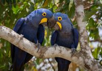 Arara azul pantanal