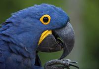 Arara Azul