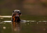 Ariranha pantanal