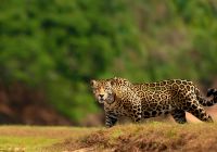 Brasil onca pantanal