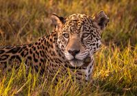 Brasil pantanal onca pintada