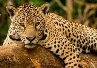 Brasil pantanal onca