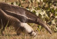 Caiman fauna tamanduaa bandeira giant anteater