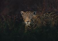 Caiman onca pintada