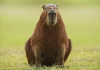 Capivara caiman donal boyd