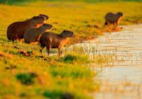 Capivara pantanal