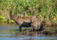 Capivara