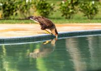 Casa caiman felipe castellari s