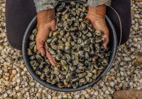 Casa daia brasil ceara coleta de sururu na barra dos remedios