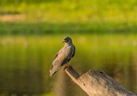 Casa daia brasil ceara praia em frente a fazenda encontro do rio remedios com o mar vista aerea gavi