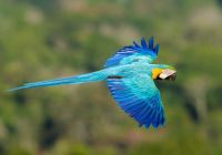 Cristalino lodge arara caninde 