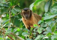 Cristalino lodge macaco prego das guianas