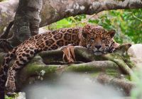 Emiliano ramalho uakari lodge c