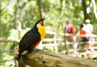 Foz do iguacu parque das aves ave