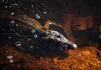Jacare felipe castellari caiman