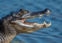 Jacare pantanal