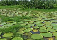 Juma lodge vitoria regia