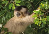 Macaco no Pantanal