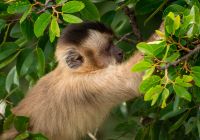 Macaco prego pantanal