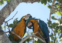 Ms barra mansa pantanal arara