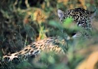 Ms barra mansa pantanal onca pintada