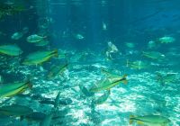 Mtur mato grosso do sul bonito nascente azul peixes flavio andre