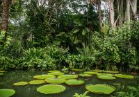Mtur para belem museu emilio goeldi jardim bruna brandao