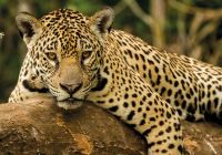 Onça do Pantanal