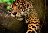 Onça na Amazônia, Brasil