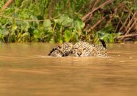 Onca pantanal brasil