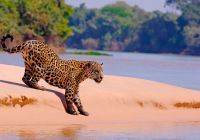 Onca pintada pantanal brasil
