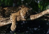 Onca pintada pantanal