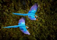 Pantanal arara azul