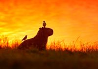 Pantanal capivara