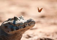 Pantanal jacare brasil